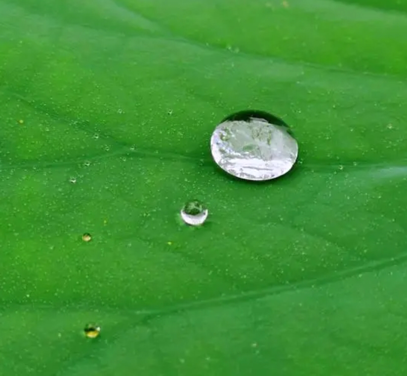 self clean such as lotus leaf